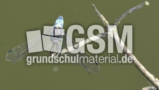 Blaugrüne Mosaikjungfer (12).jpg